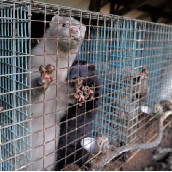 ‼️SAY NO TO MINK EYELASHES & COATS! 🧥👁 - Picture 4 of 16